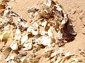 Wadi Rum (37)